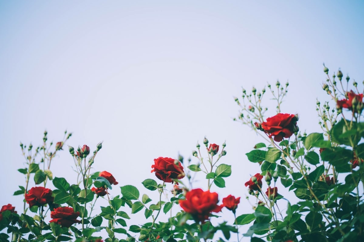 Floristeria