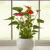 Planta de Anthurium